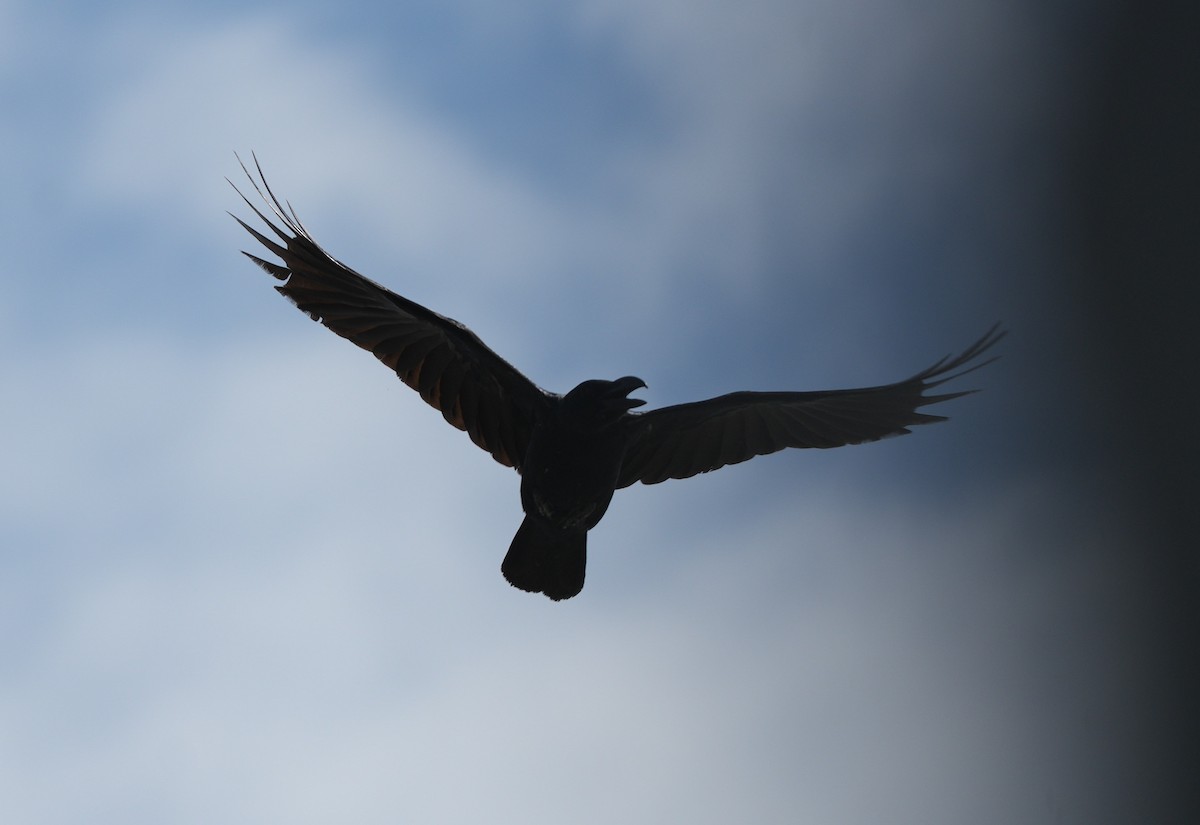 Large-billed Crow - ML646109953