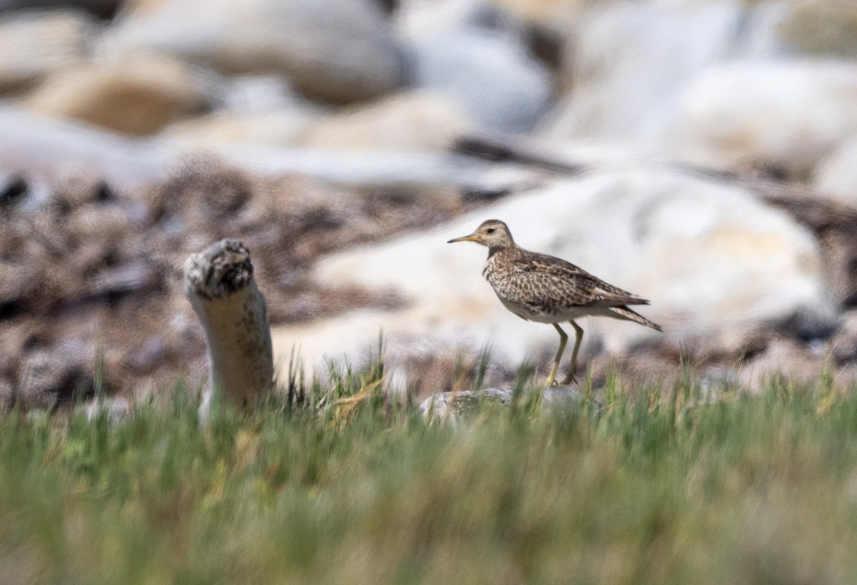 Upland Sandpiper - ML646109954