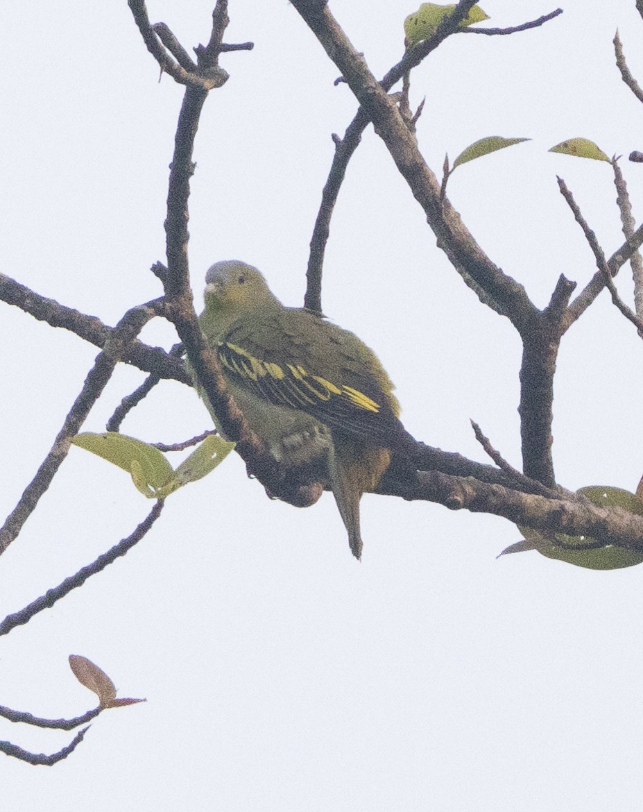 Gray-fronted Green-Pigeon - ML646109958