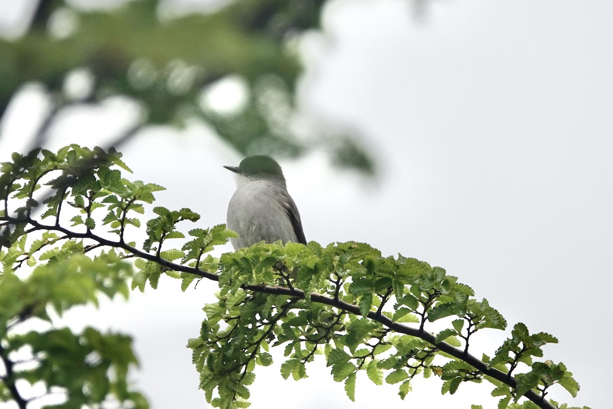 Fire-eyed Diucon - ML646109960