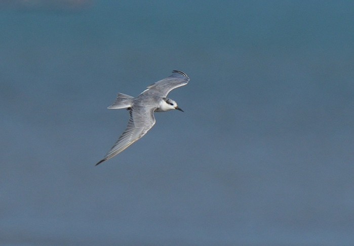 Whiskered Tern - ML646109963