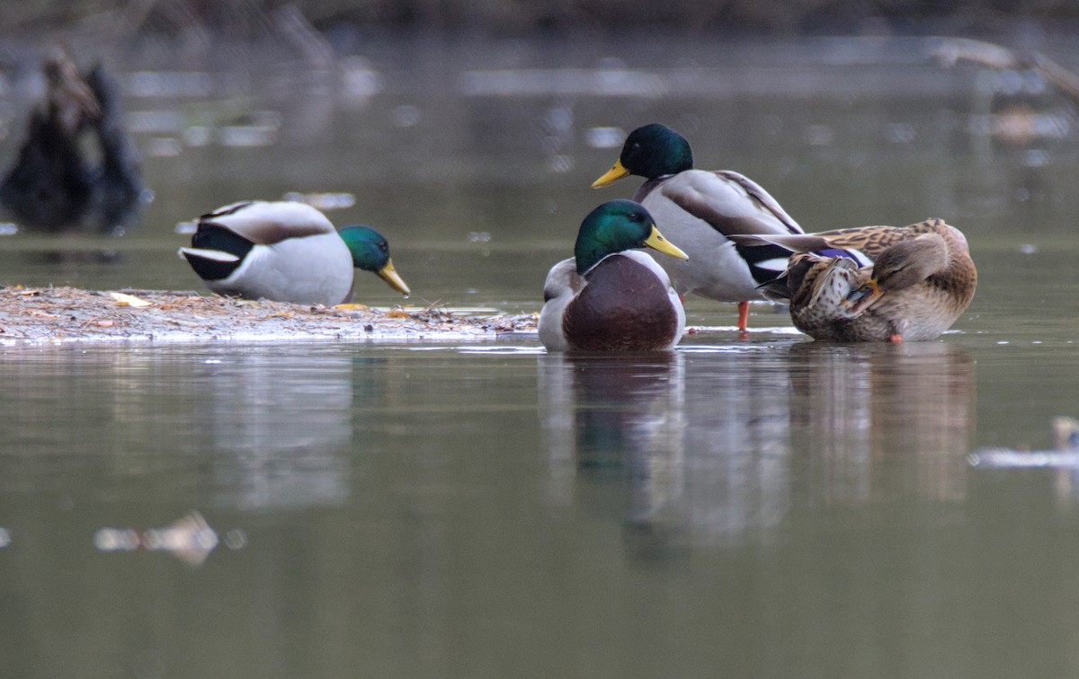 Mallard - ML646109967