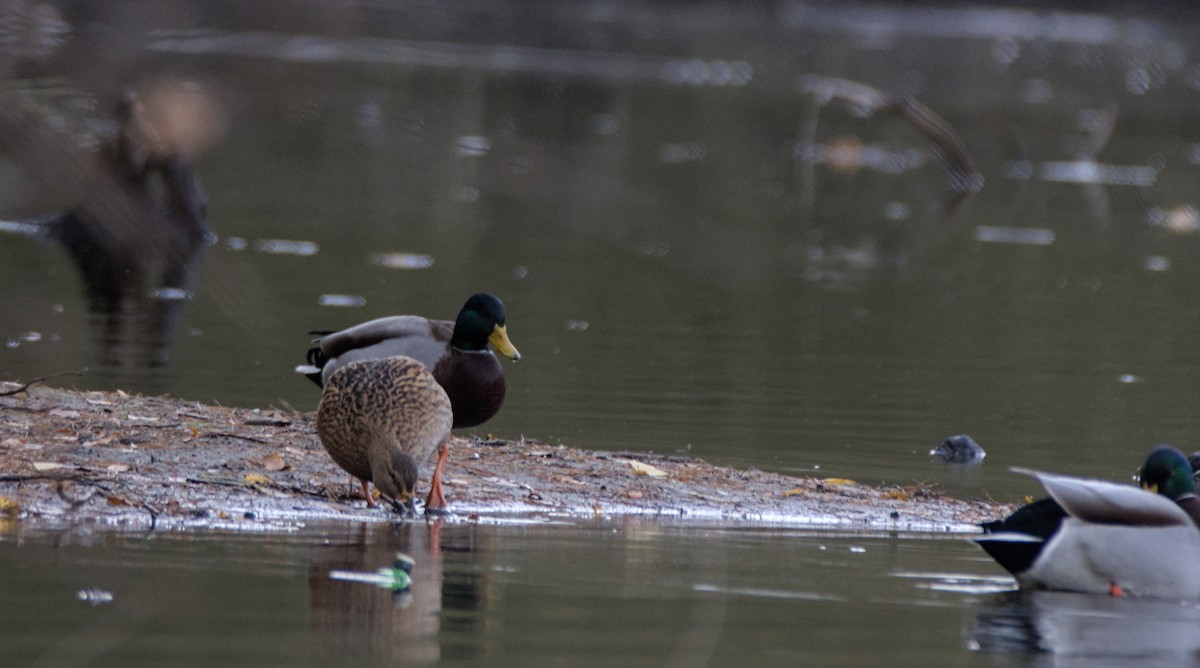 Mallard - ML646109968