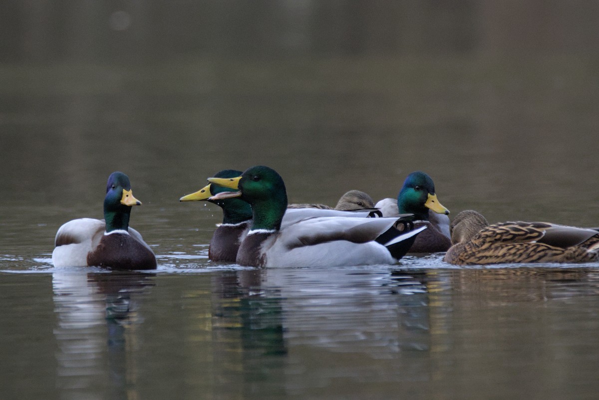 Mallard - ML646109969