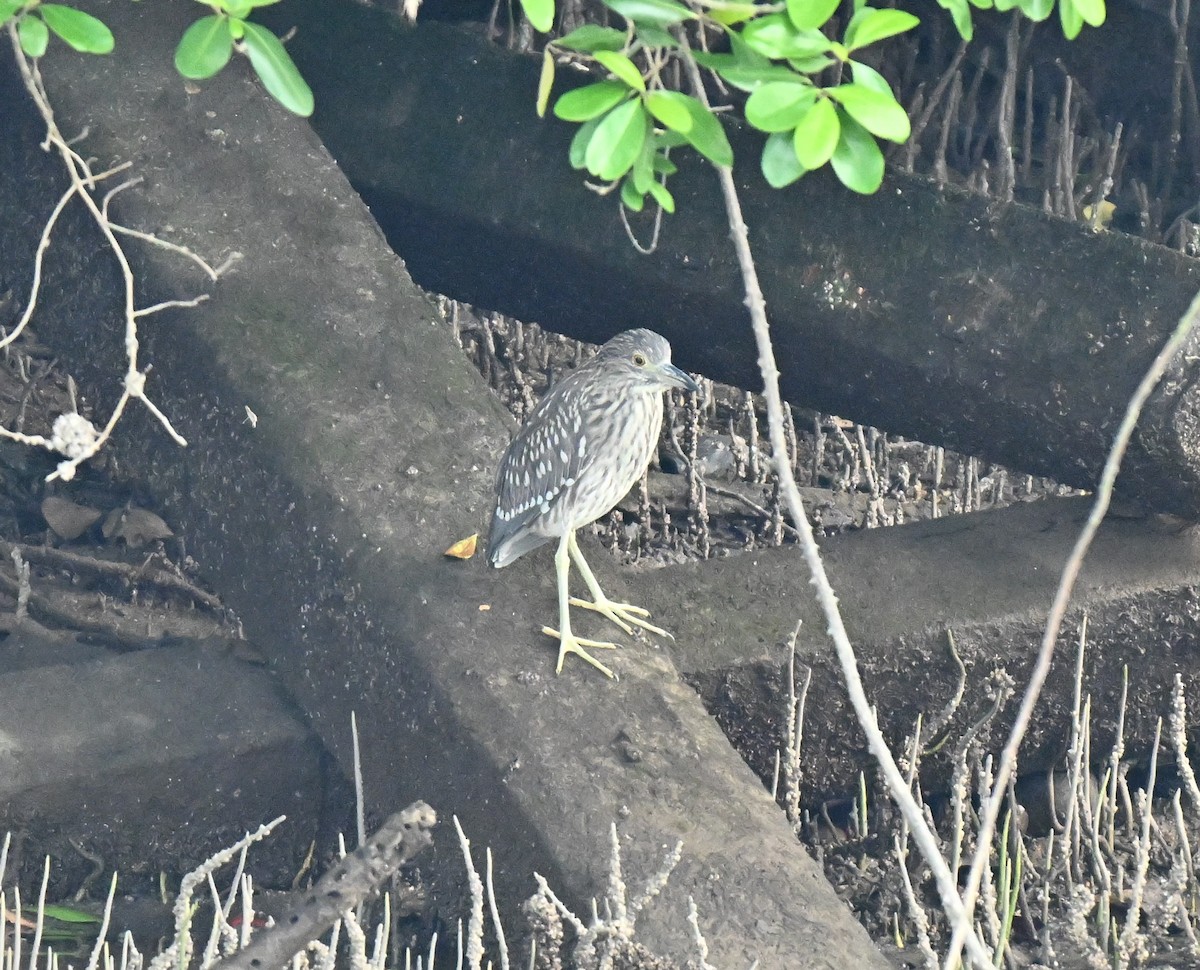 Black-crowned Night Heron - ML646109971