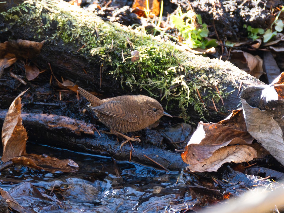 ミソサザイ - ML646109974