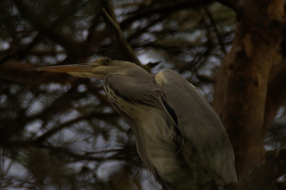 Gray Heron - ML646109977
