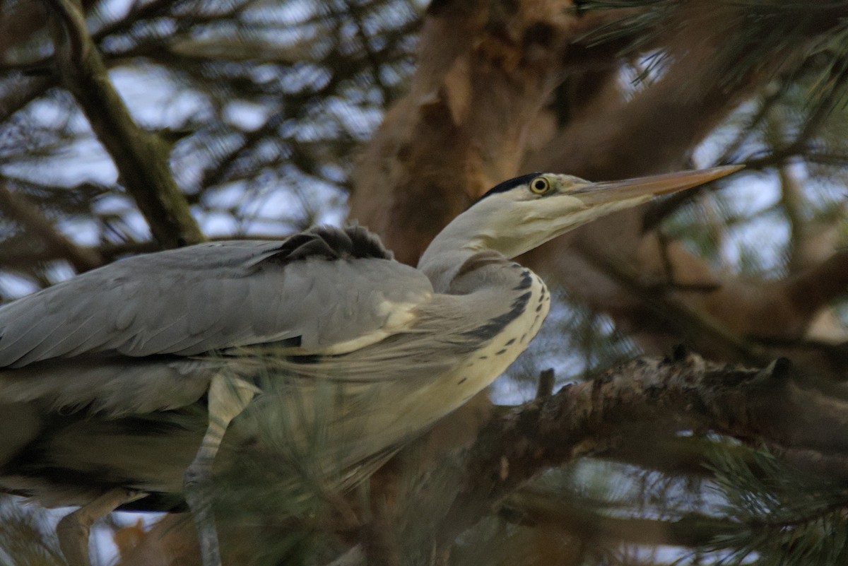 Gray Heron - ML646109978