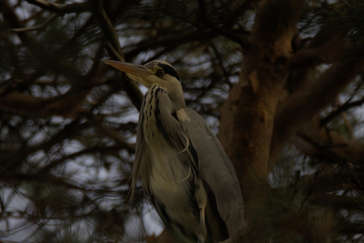 Gray Heron - ML646109979