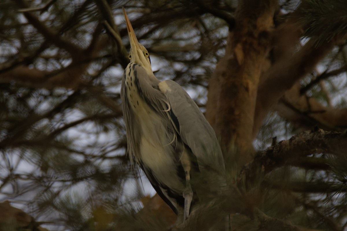 Gray Heron - ML646109980