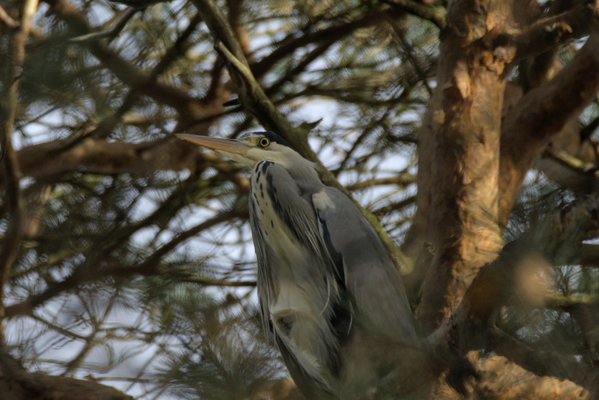 Gray Heron - ML646109981