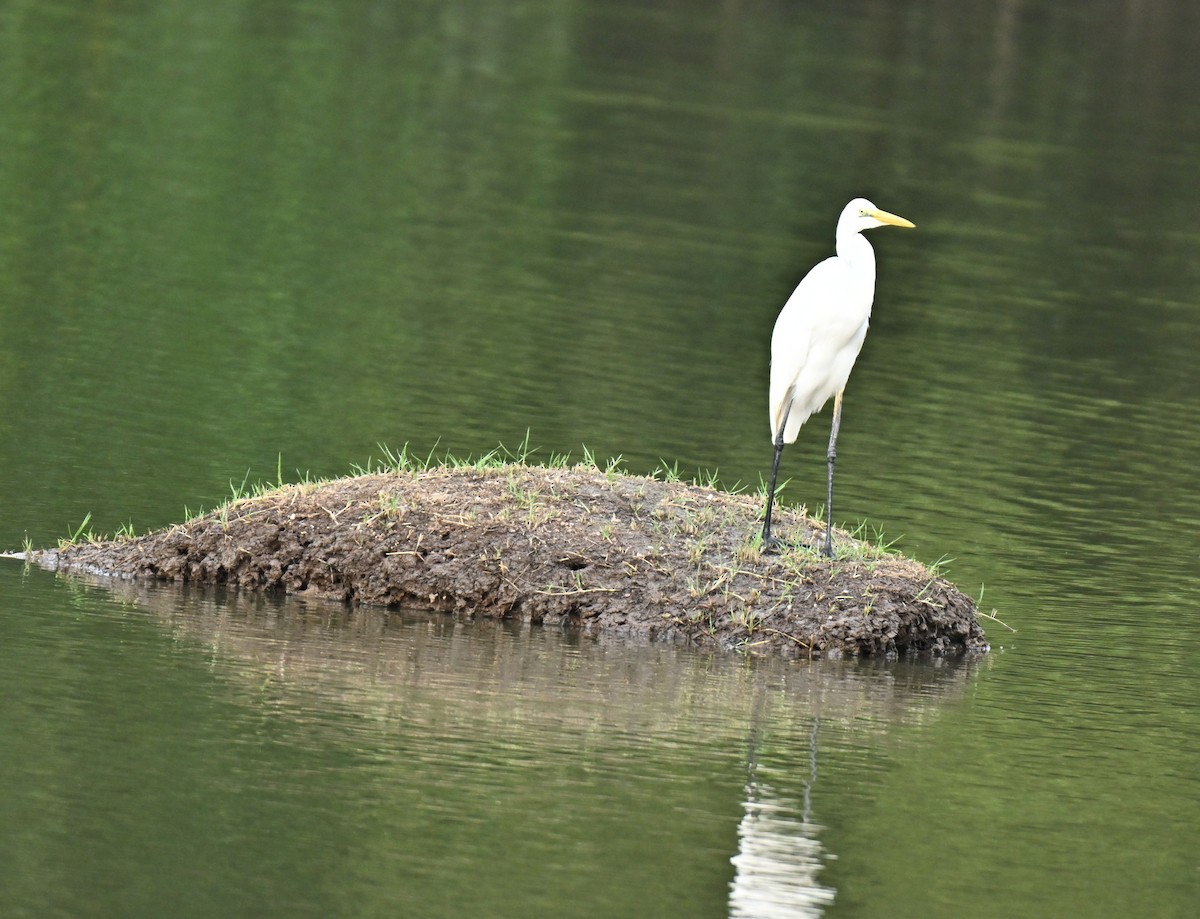 Great Egret - ML646109985