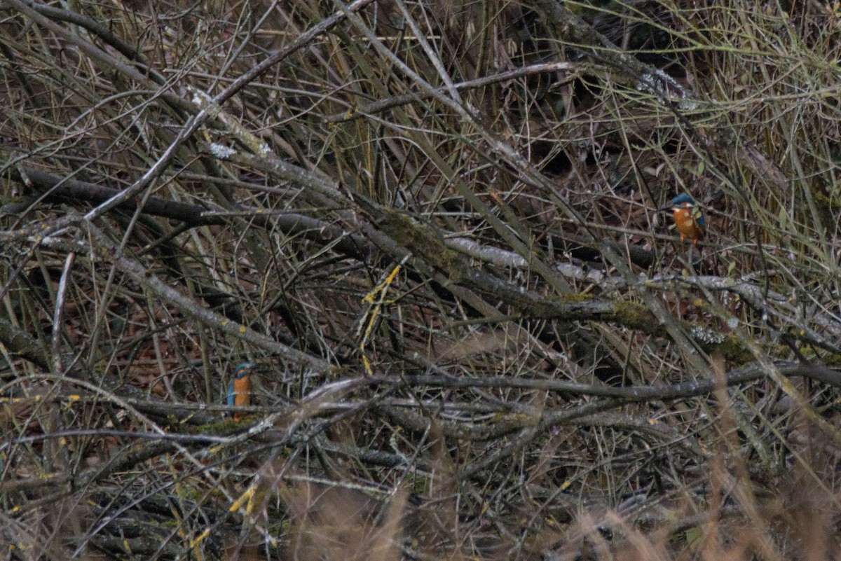 Common Kingfisher - ML646109986