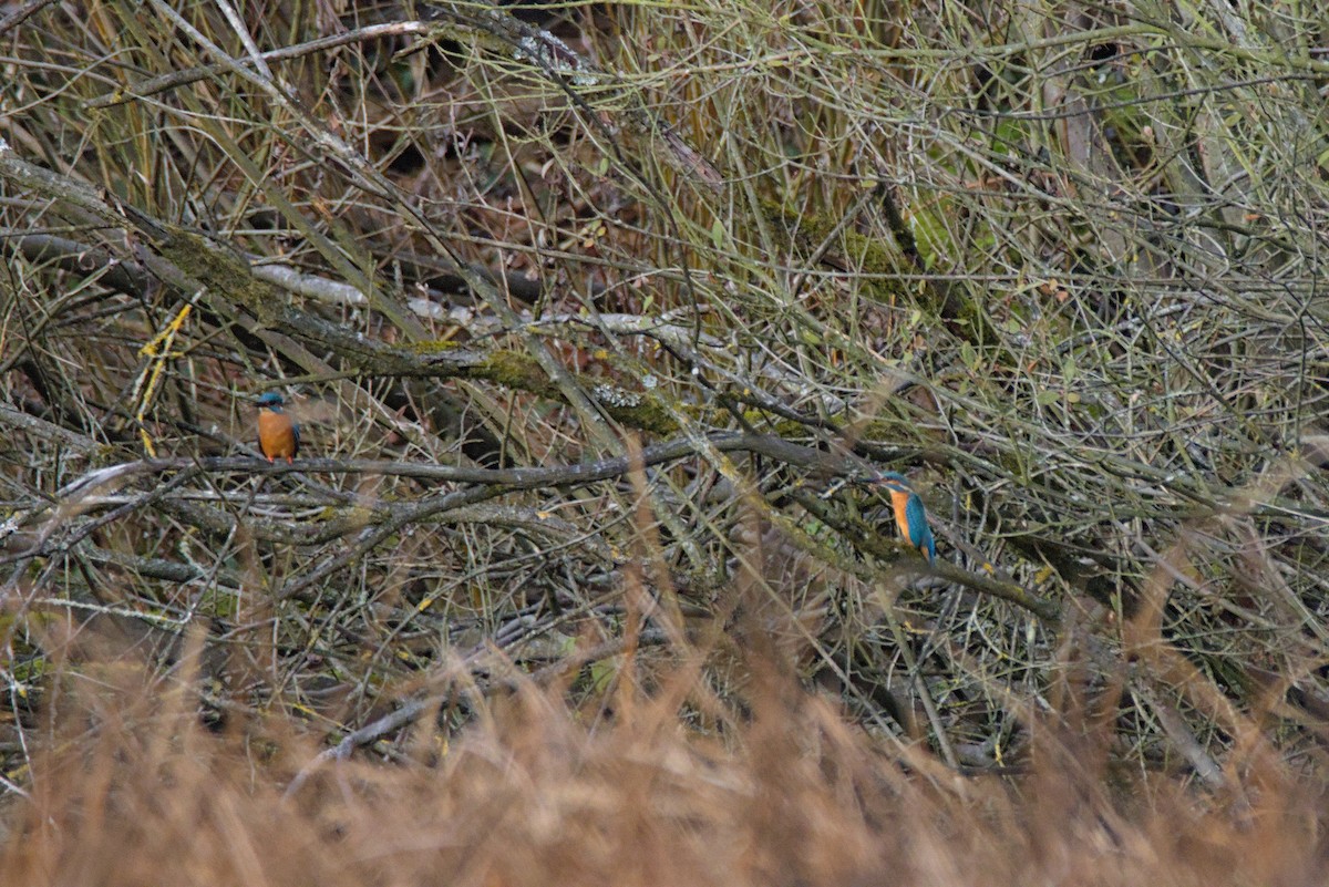 Common Kingfisher - ML646109987
