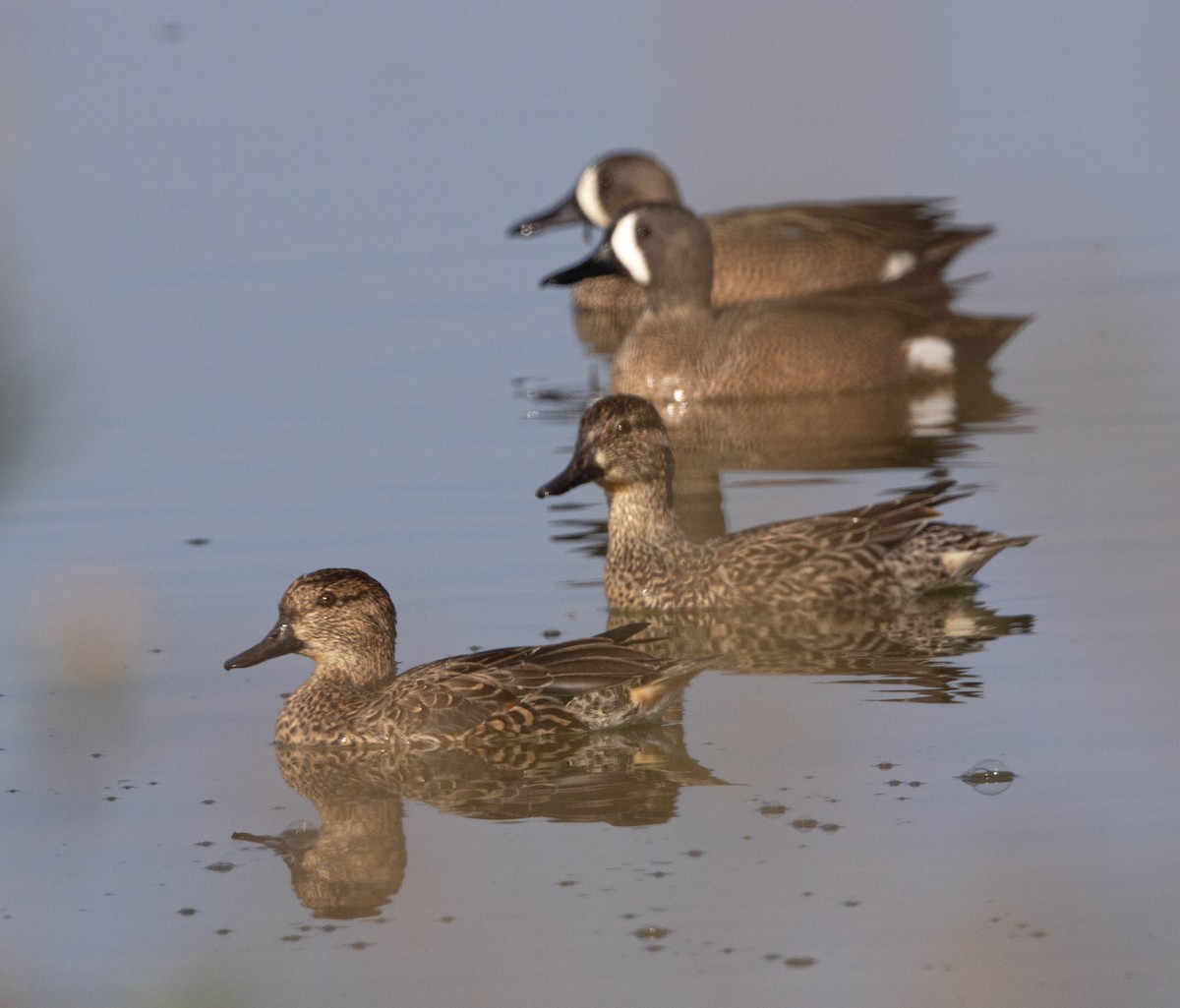 Blue-winged Teal - ML646109989