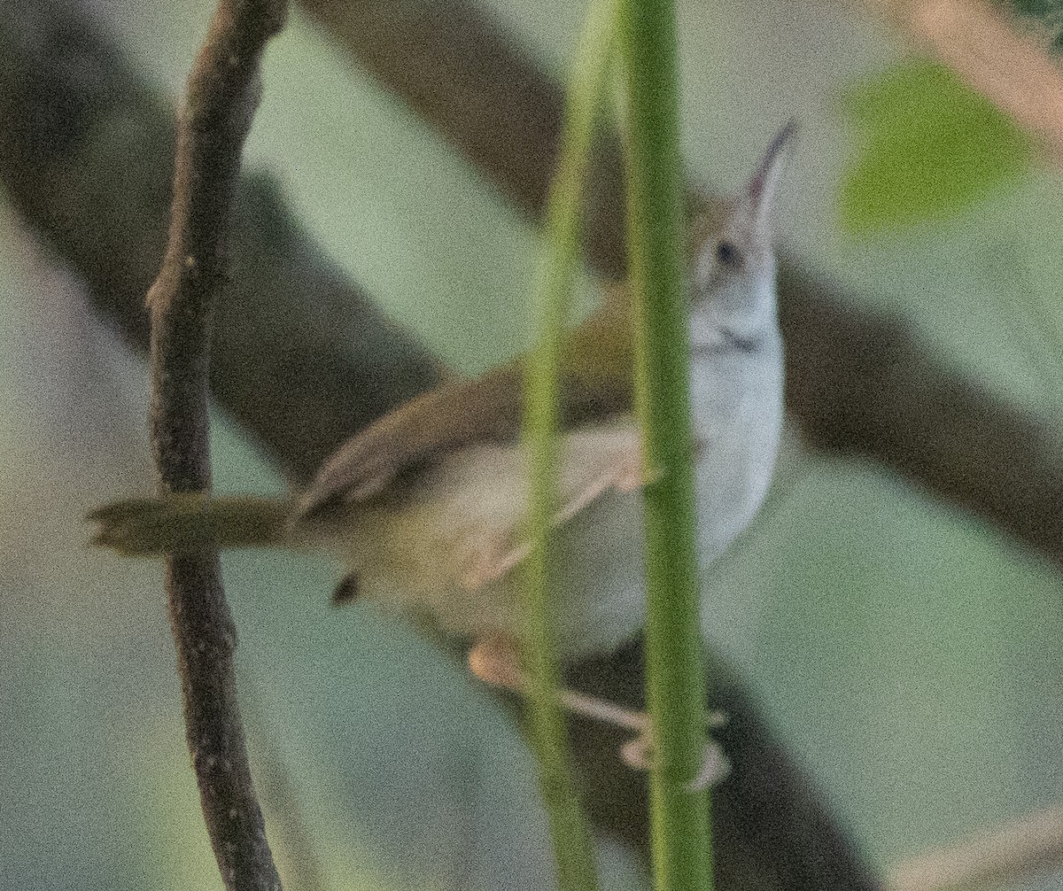 langstjertskredderfugl - ML646109991