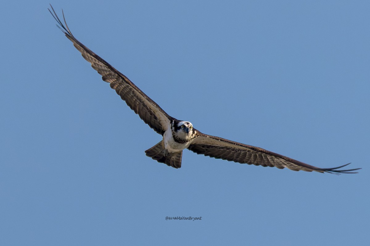 Скопа - ML646109992