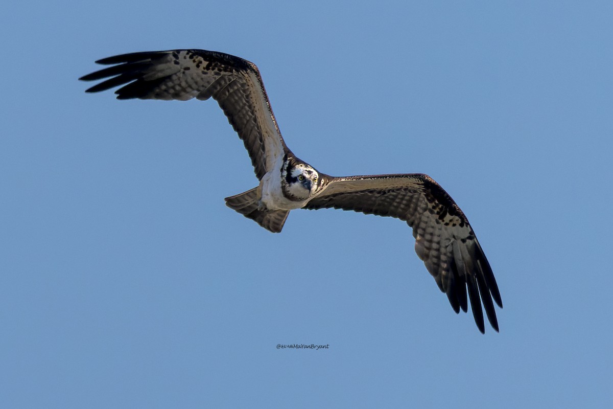 Скопа - ML646109993