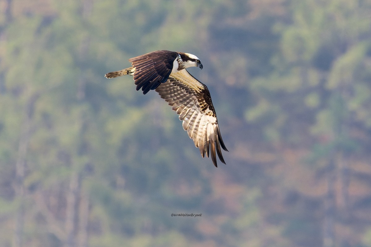 Скопа - ML646109994