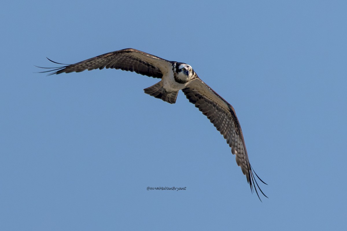 Скопа - ML646109995