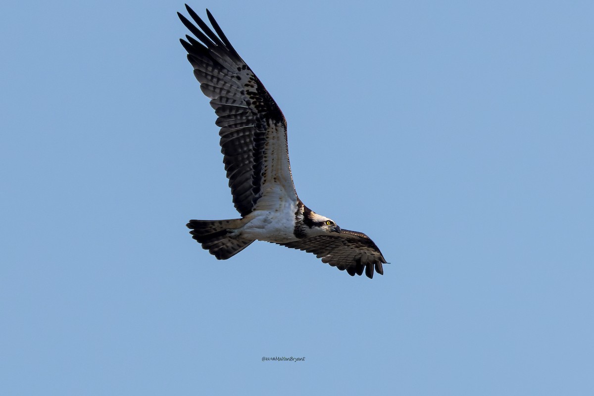 Скопа - ML646109996