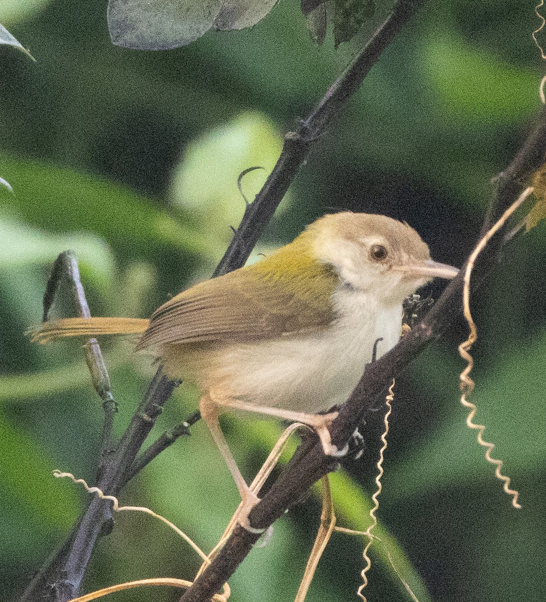 langstjertskredderfugl - ML646109997