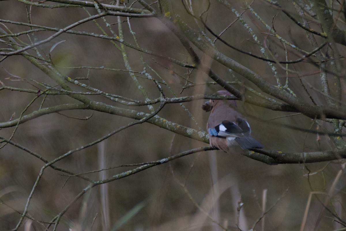 Eurasian Jay - ML646109998