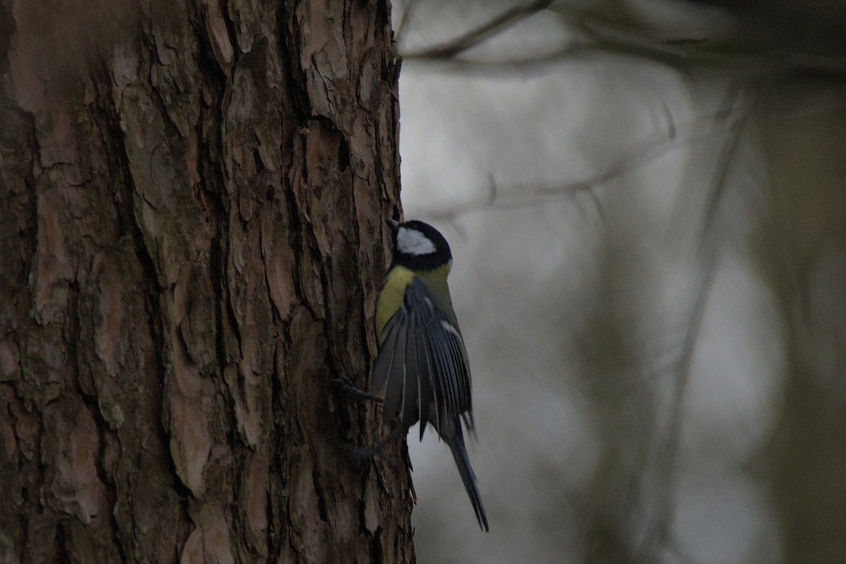Great Tit - ML646110000
