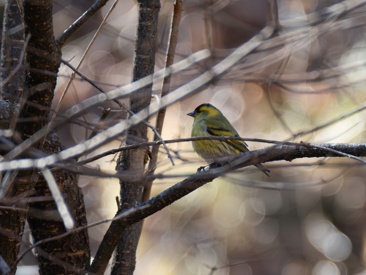 マヒワ - ML646110001