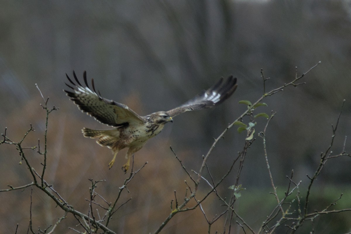 Common Buzzard - ML646110005