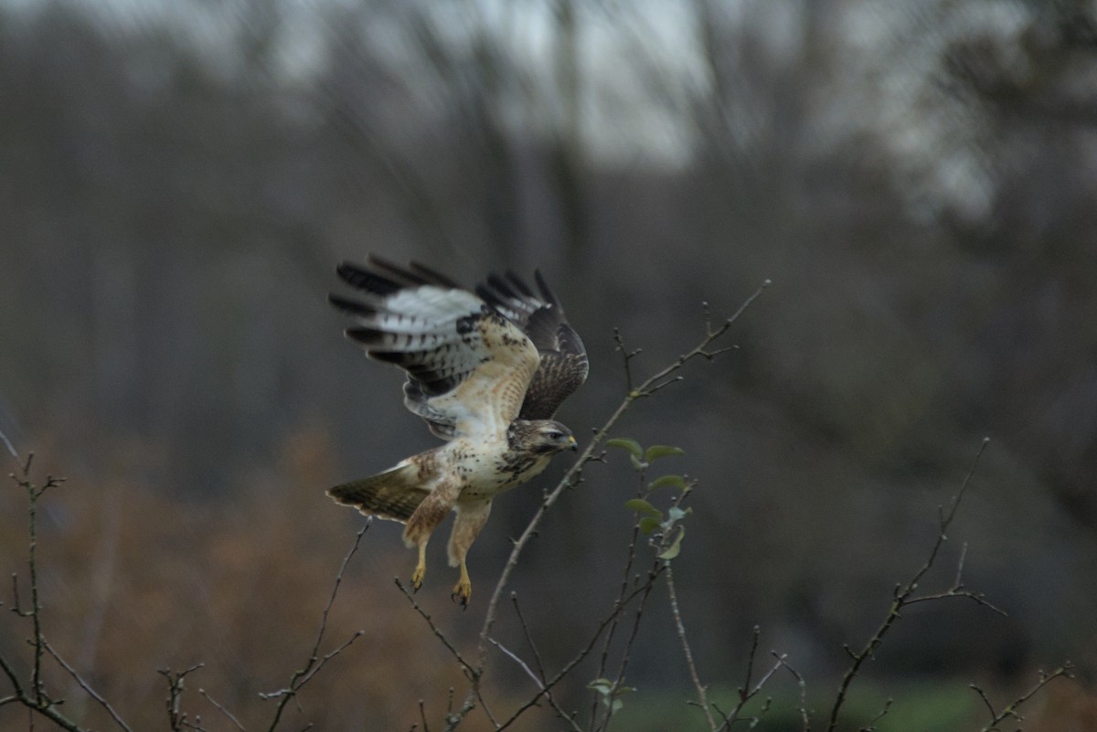 Common Buzzard - ML646110006
