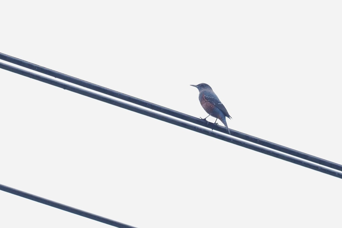 Blue Rock-Thrush - ML646110010