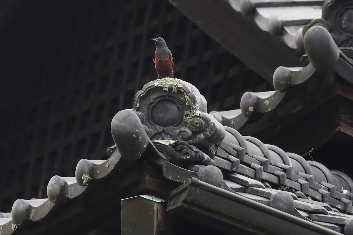 Blue Rock-Thrush - ML646110011