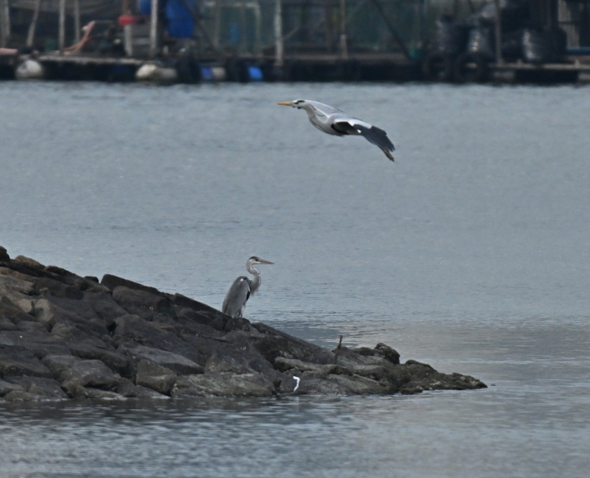 Gray Heron - ML646110012