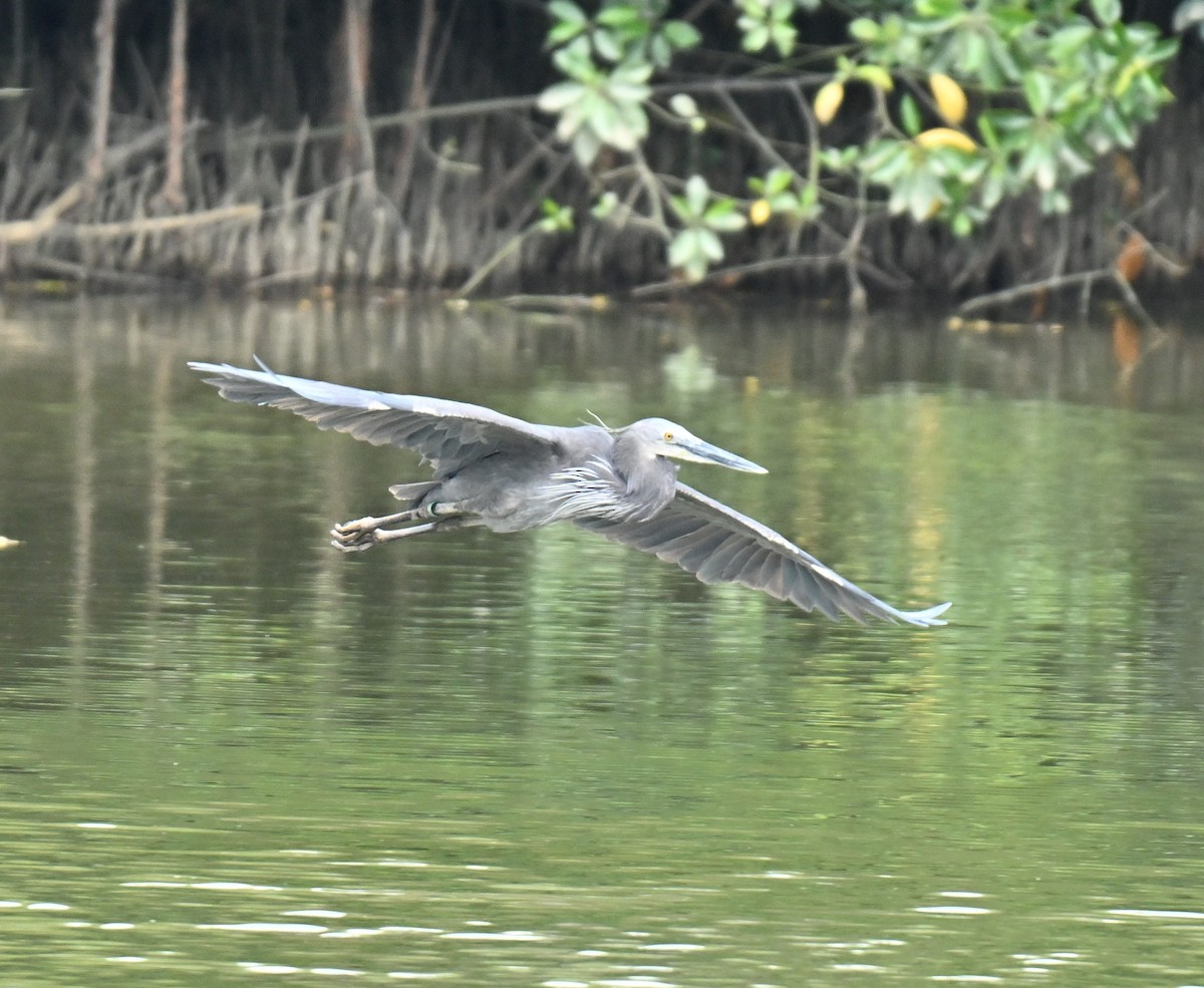 Great-billed Heron - ML646110017