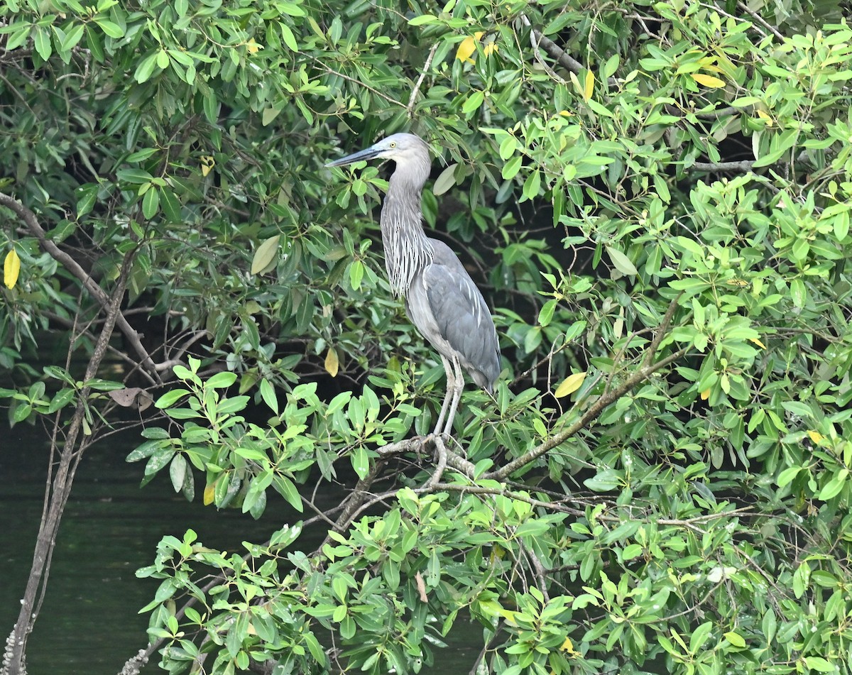 Great-billed Heron - ML646110018