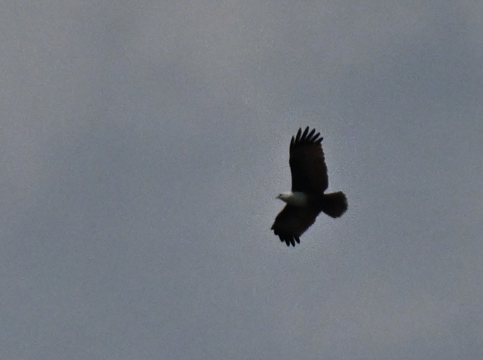 Brahminy Kite - ML646110020
