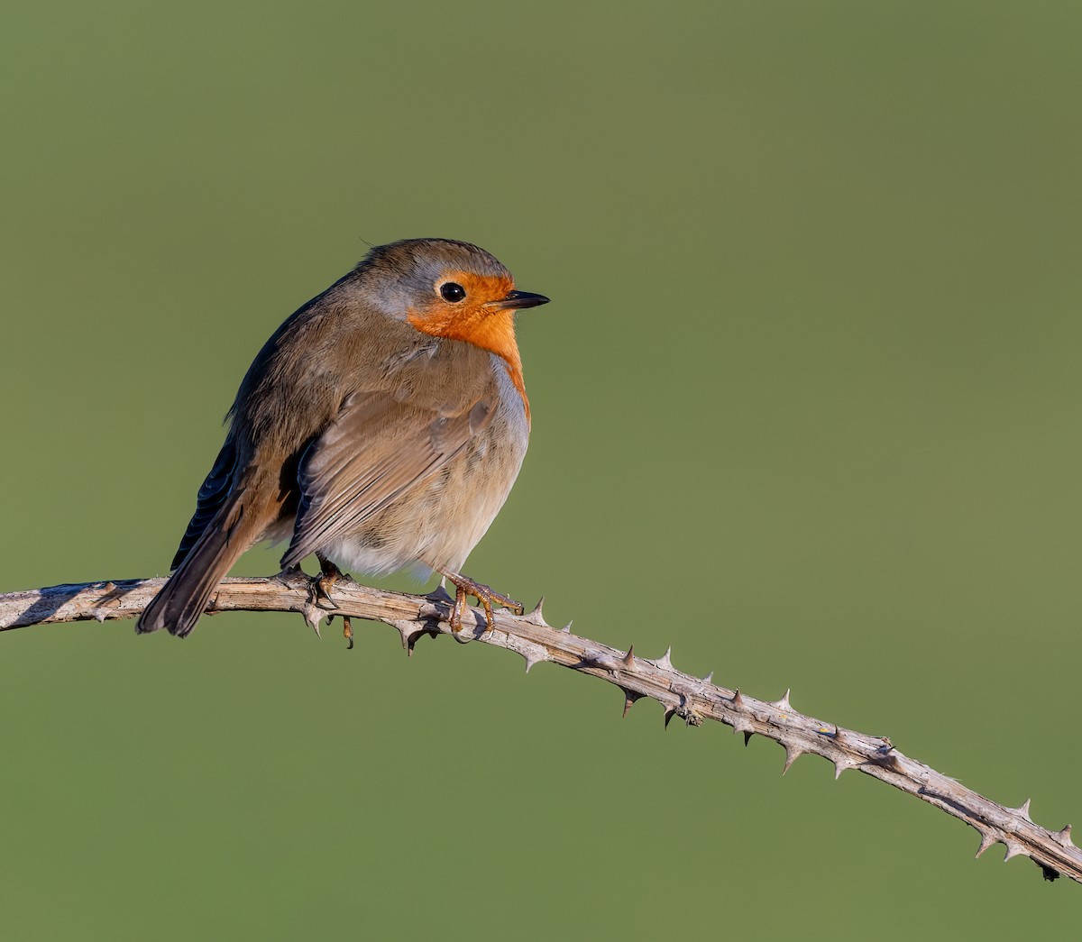 European Robin - ML646110022