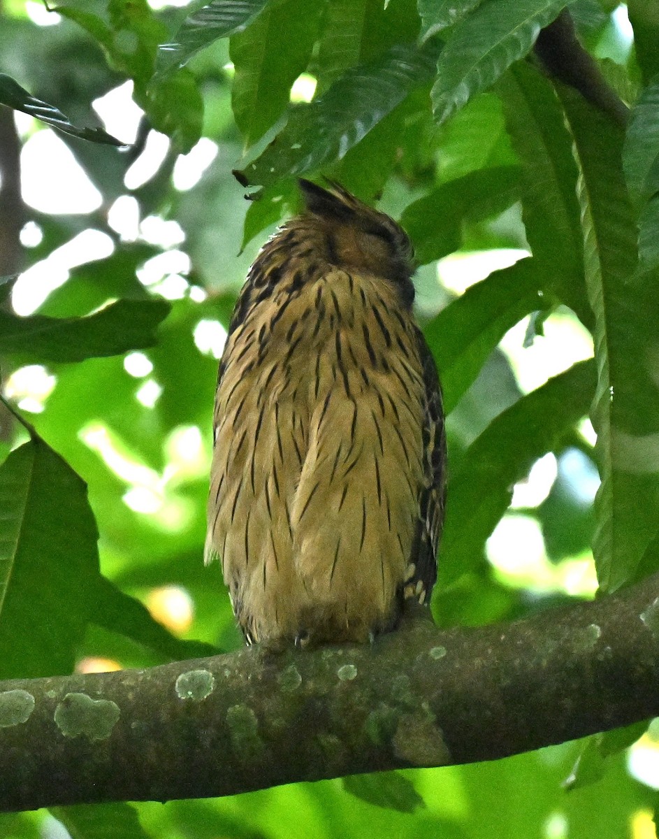 Buffy Fish-Owl - ML646110026