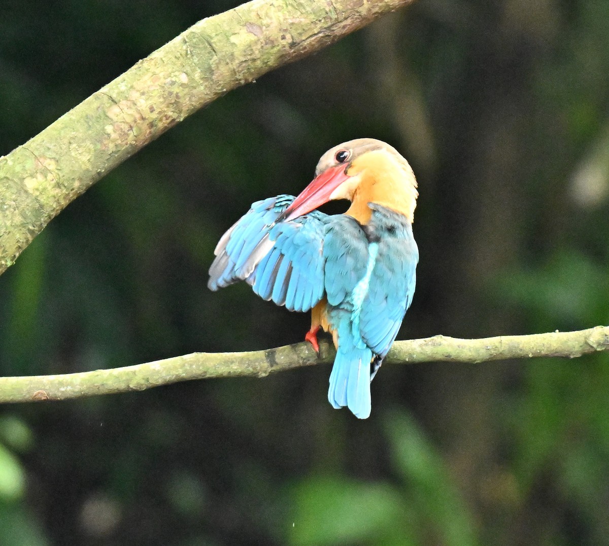 Stork-billed Kingfisher - ML646110036