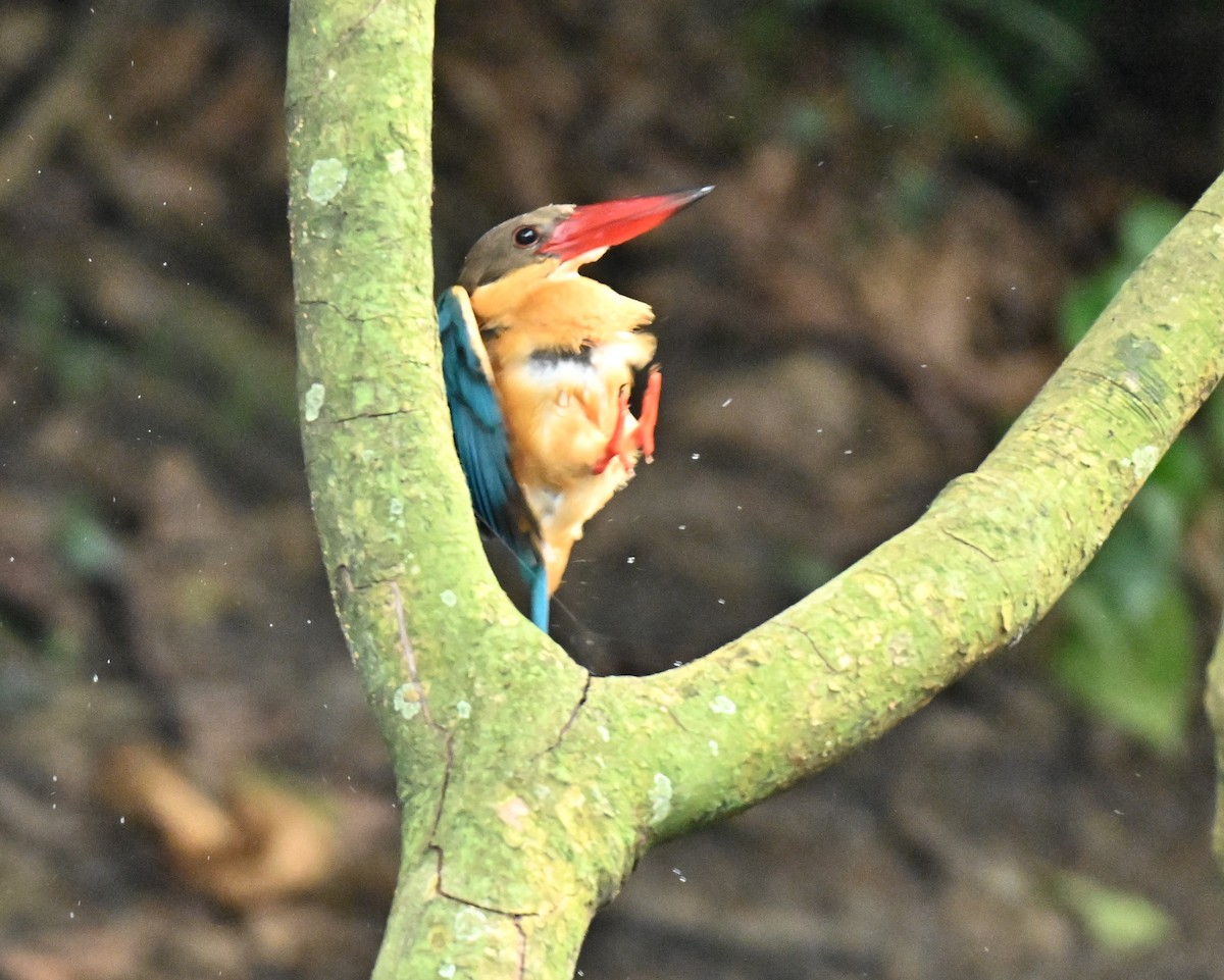 Stork-billed Kingfisher - ML646110037