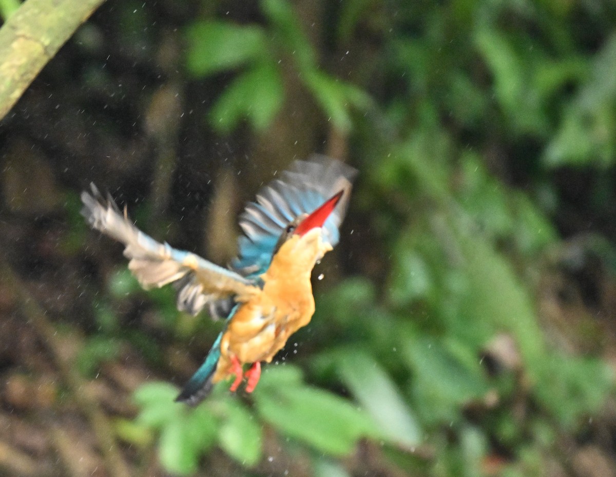 Stork-billed Kingfisher - ML646110038