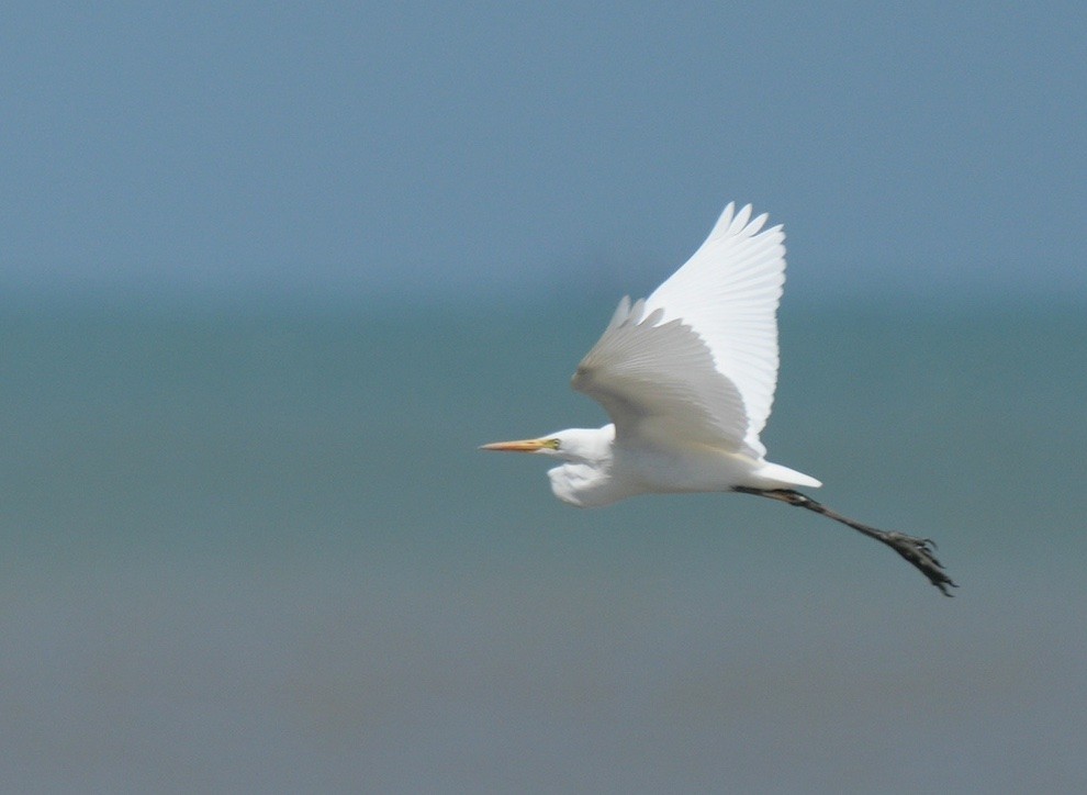 Great Egret - ML646110040