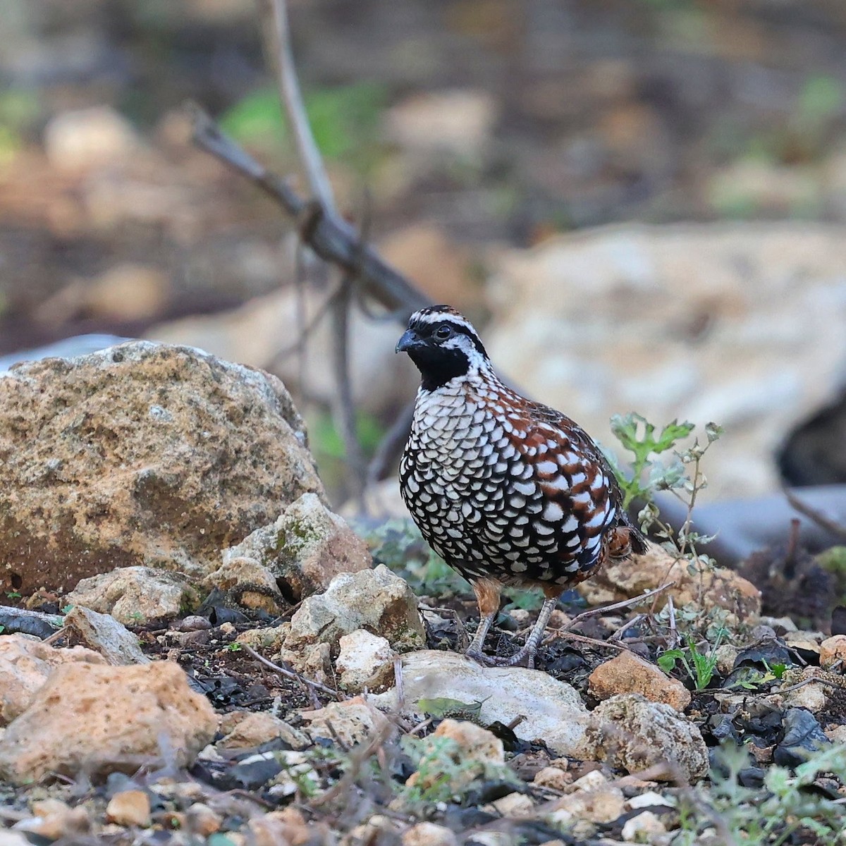 Black-throated Bobwhite - ML646110046