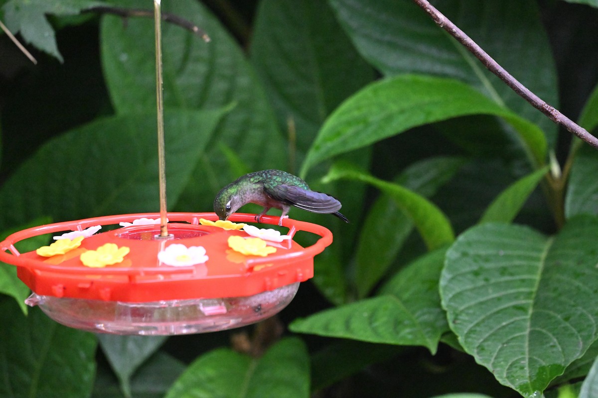 Gray-breasted Sabrewing - ML646110047