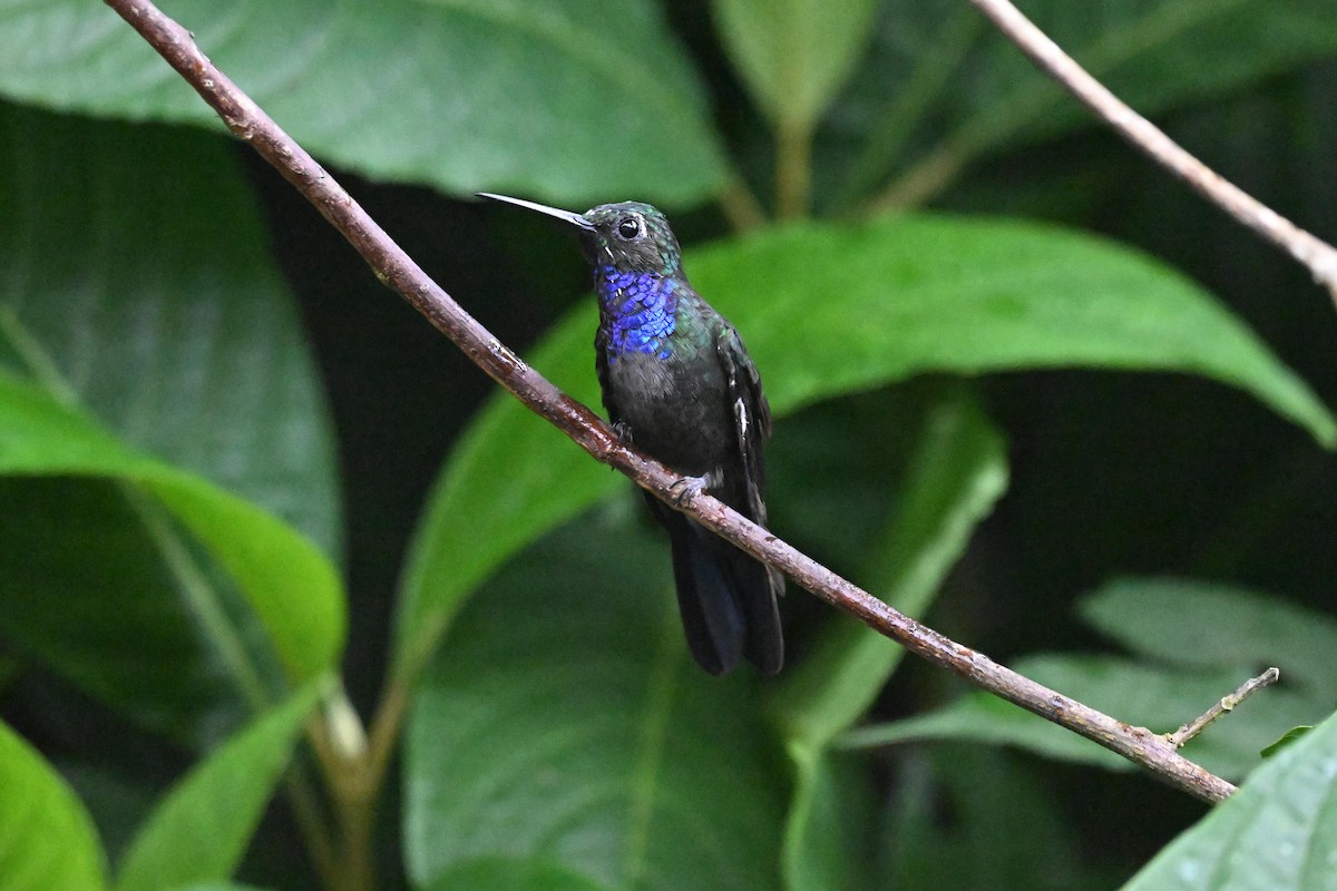 Napo Sabrewing - ML646110058