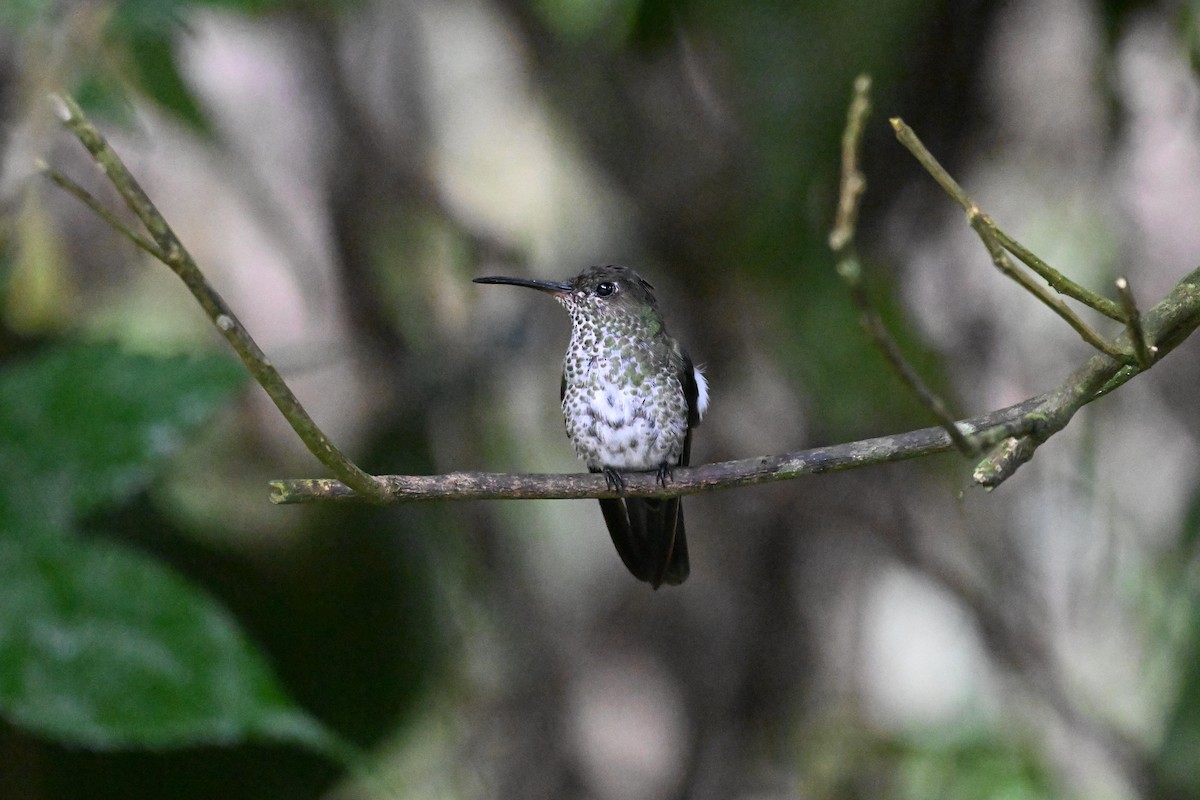 kolibřík kropenatý - ML646110062