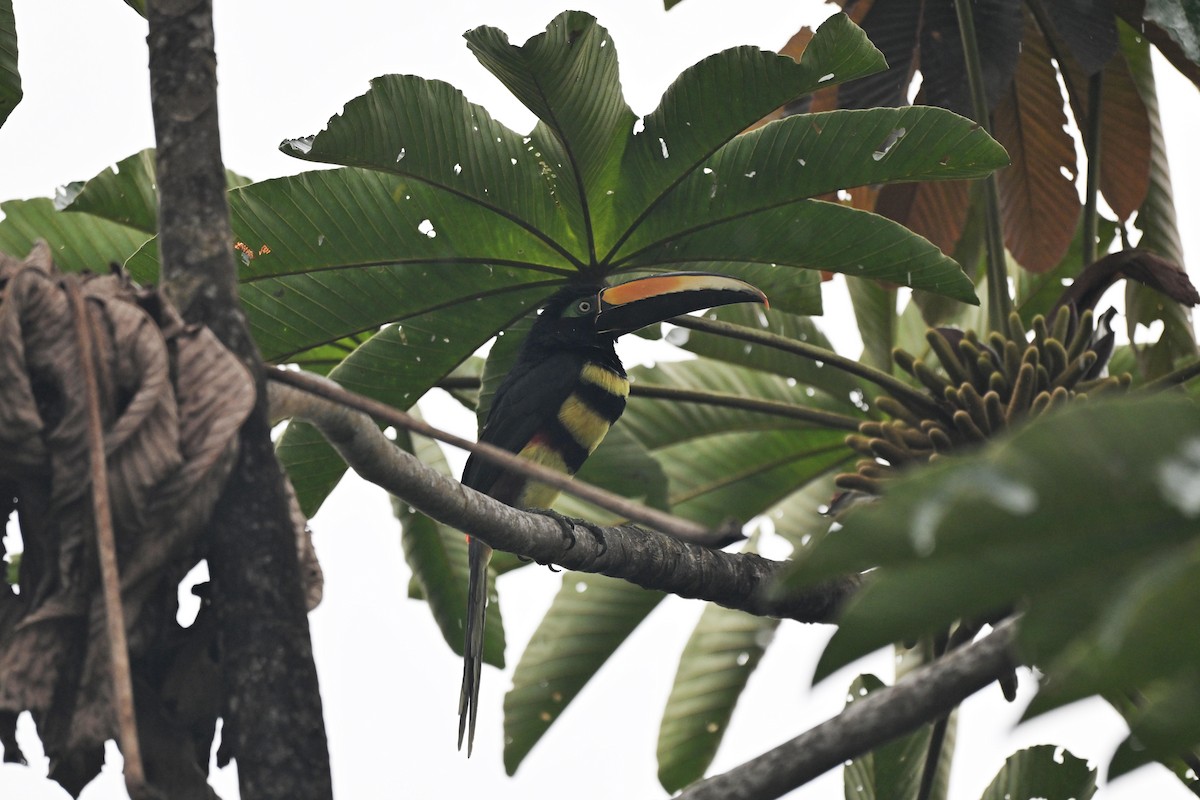 Many-banded Aracari - ML646110068