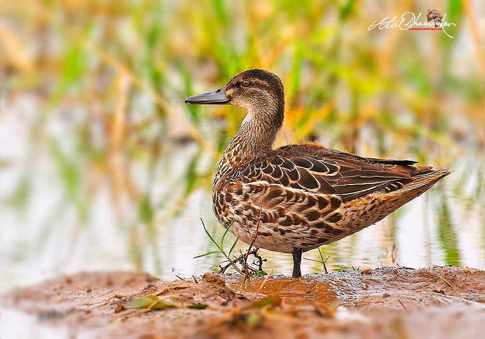 Garganey - ML646110070