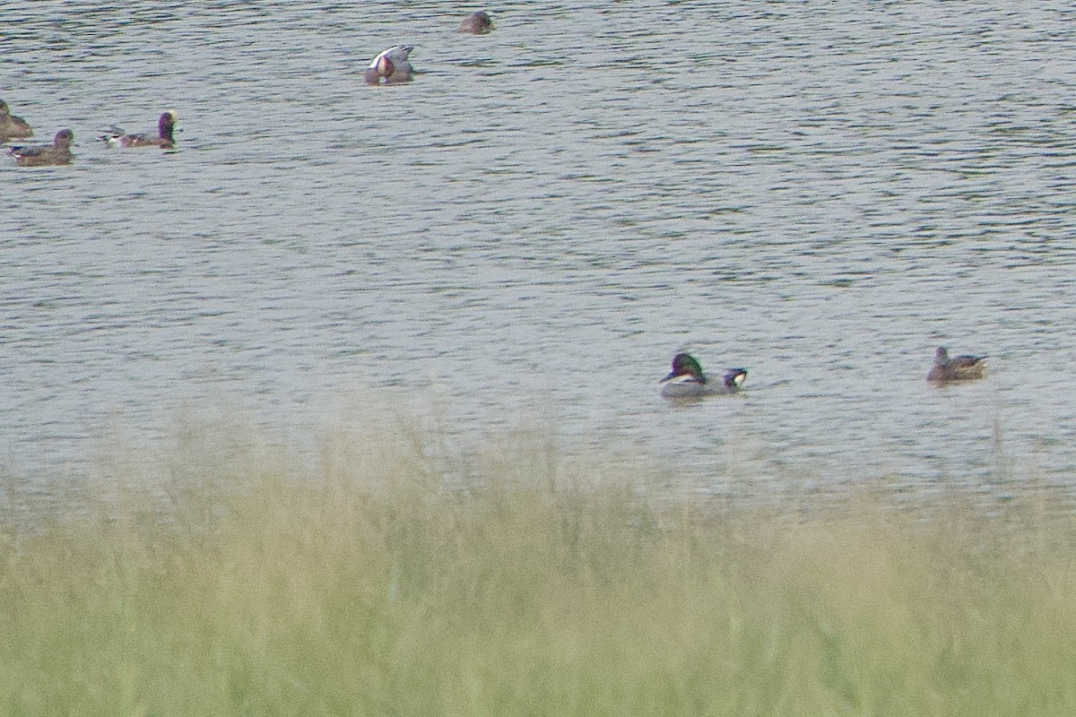 Falcated Duck - ML646110071
